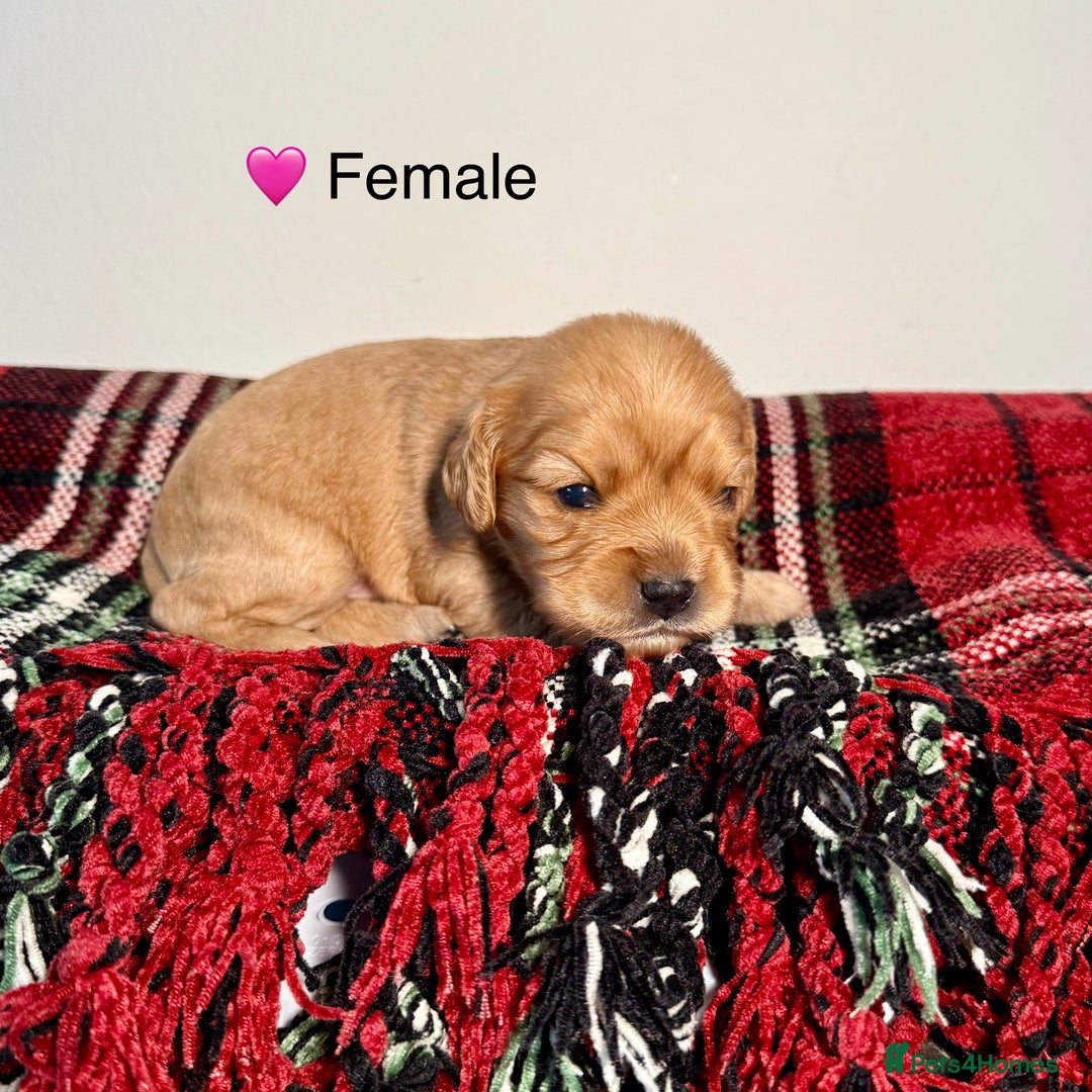 Cavapoochon dogs for sale: ✨Ruby & Blenheim Cavapoochons ❤️🐾 - Image 3