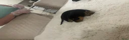 Dachshund dogs for sale: 7 beautiful puppy’s looking for a forever home.  - Advert 15