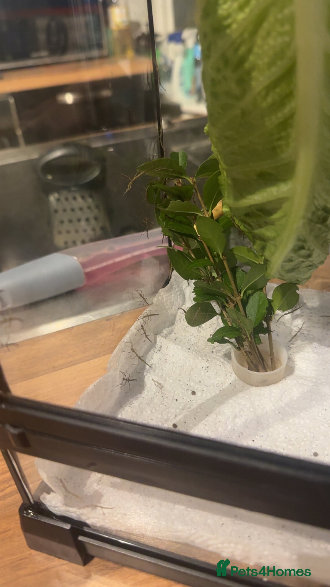 Stick Insects invertebrates for sale: Indian stick insect baby’s  - Advert 2