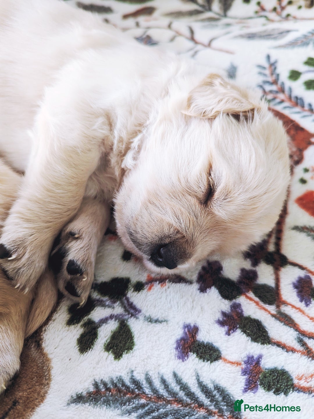 Golden Retriever dogs for sale: Chunky golden pups - Advert 4