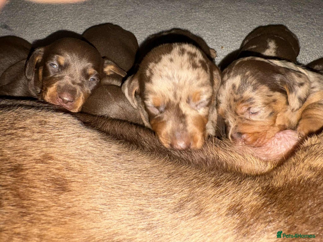 Miniature Dachshund dogs for sale: Mini Dachshund puppies   - Image 10