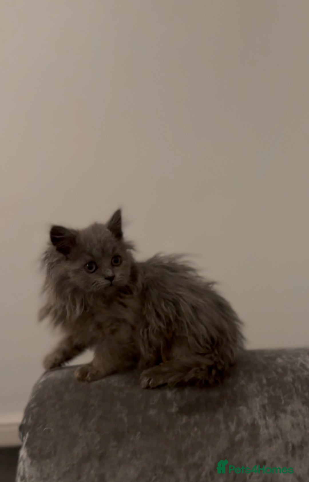 British Longhair cats for sale: Adorable British Longhair Kittens Ready Now! - Advert 21