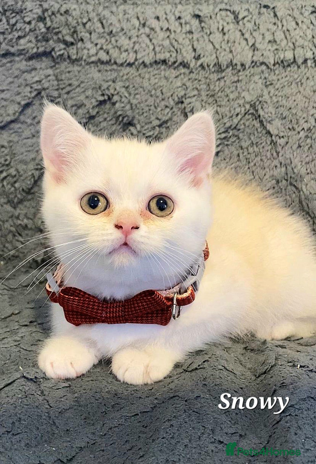 British Shorthair cats for sale: GCCF Snowflake BSH - Advert 17