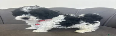 Red collar boy