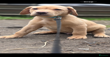 Labrador Retriever dogs - Advert 6