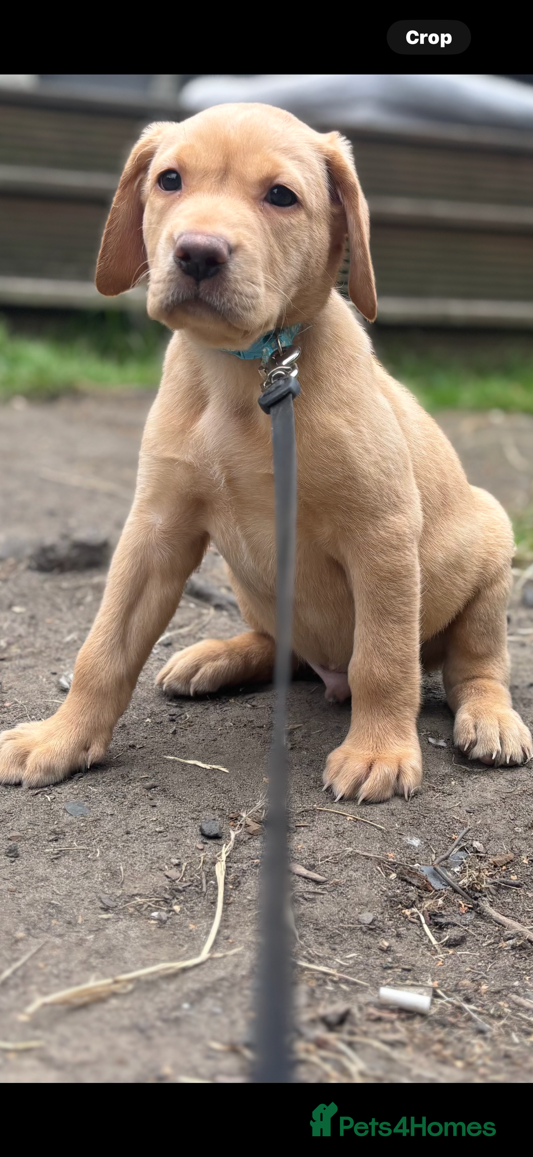 Labrador Retriever dogs for sale: KC registered Labrador retrievers for sale  - Image 3