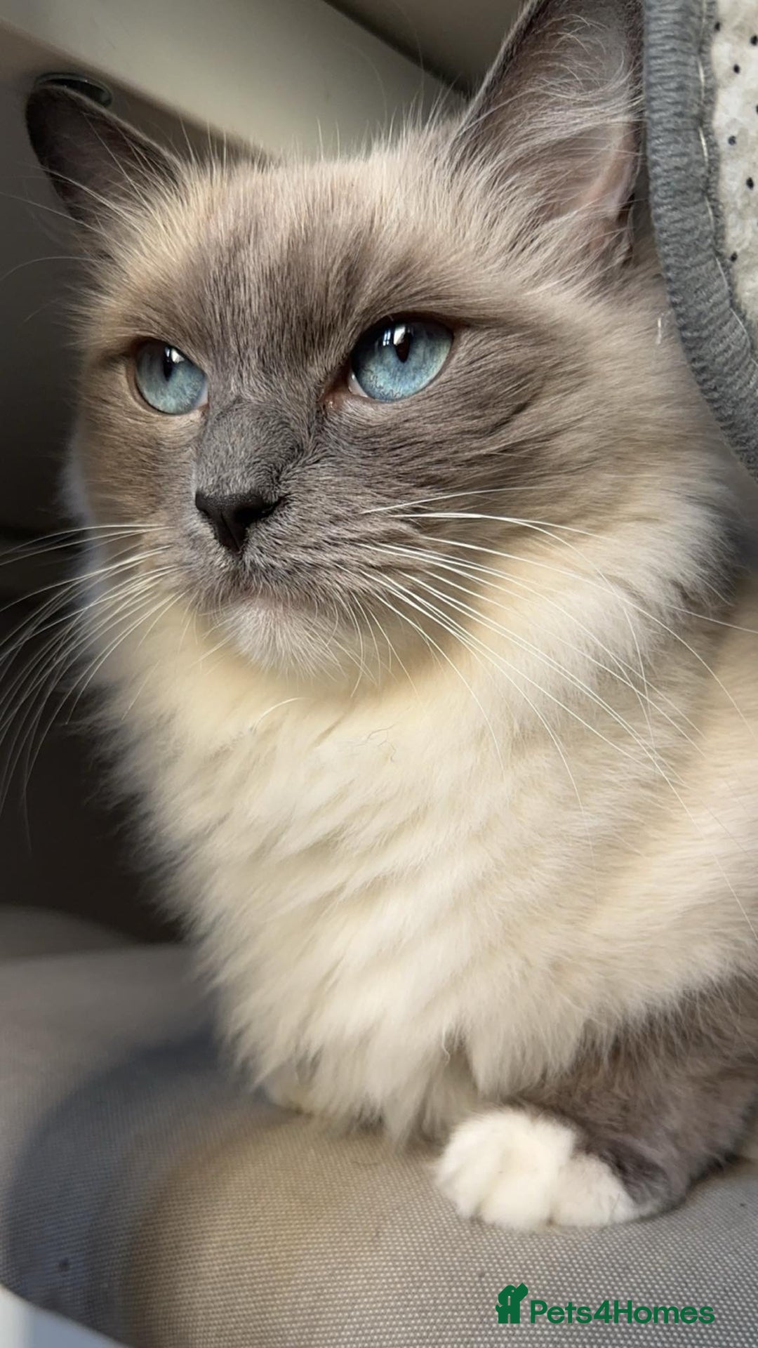 Ragdoll cats for sale: 🐾 Pure Ragdoll Kittens Looking for Loving Homes  - Advert 8