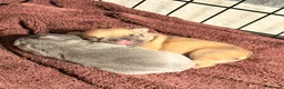 French Bulldog dogs for sale: french bulldogs - Advert 4