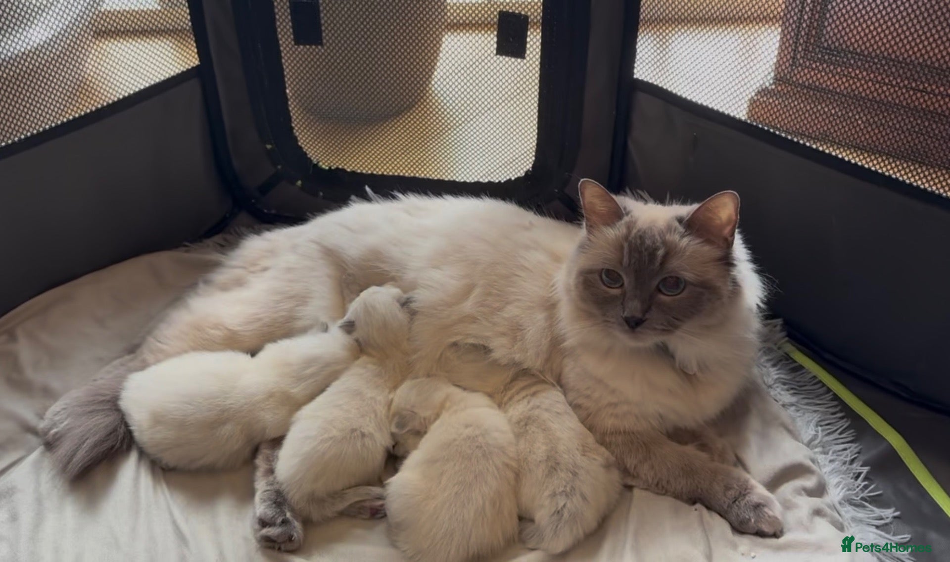 Ragdoll cats Beautiful Ragdoll💙3 Blue Bi-Colour & 2 Blue Point - Advert 1