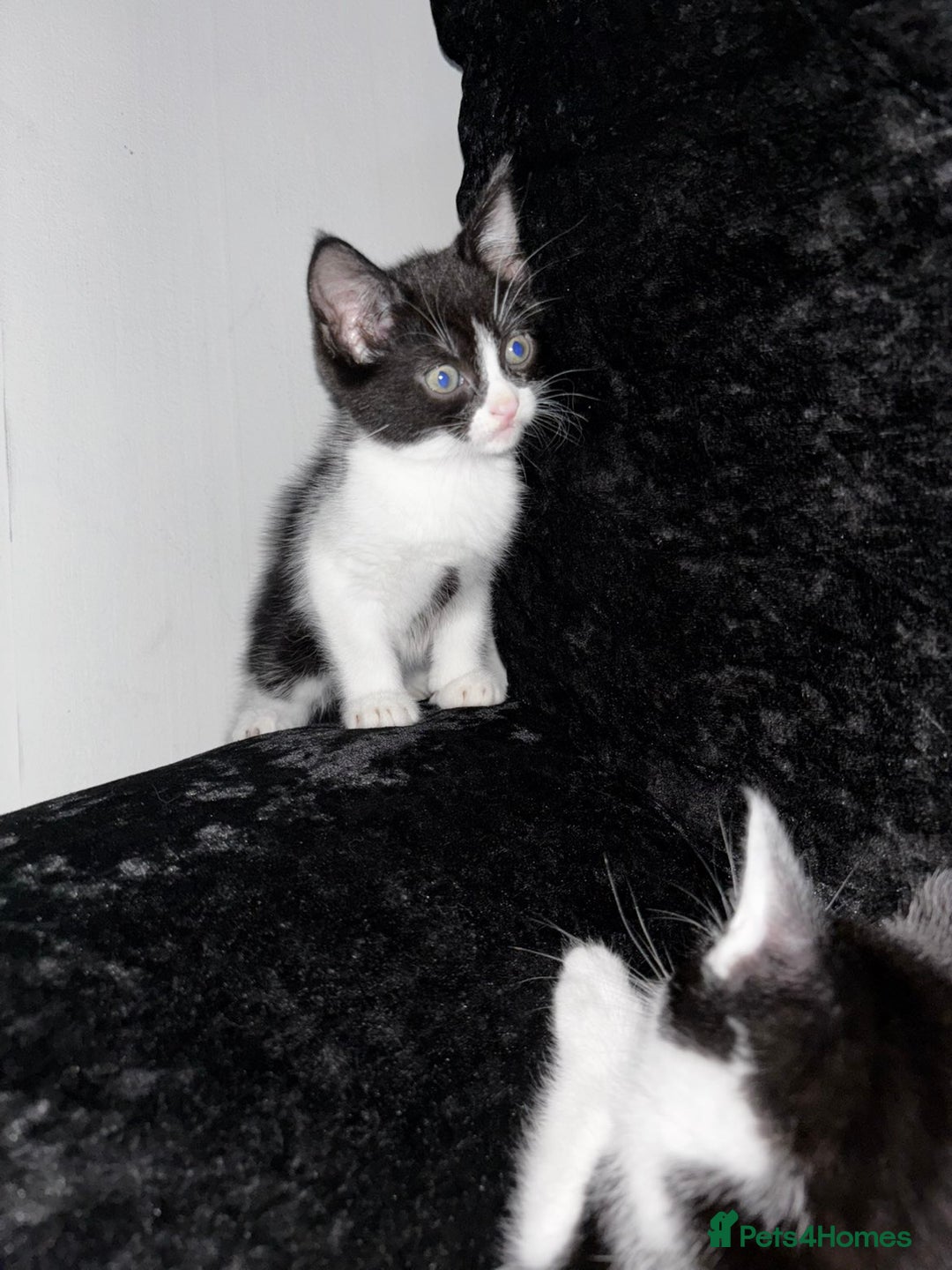 Mixed Breed cats for sale: Kittens  - Advert 5