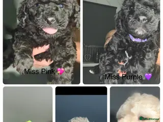 Labradoodle dogs Miniature Labradoodle - Advert 5