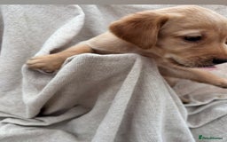 Labrador Retriever dogs for sale: Stunning Labrador puppies ready Wednesday!!! - Image 9