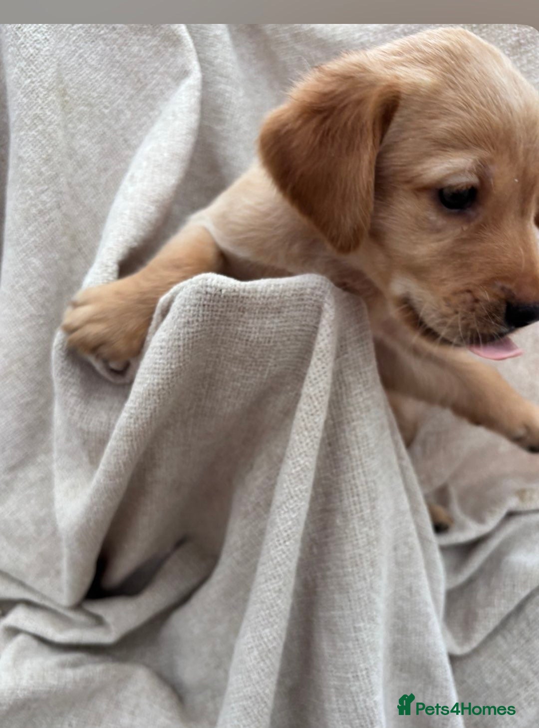Labrador Retriever dogs for sale: Stunning Labrador puppies ready Wednesday!!! - Image 9