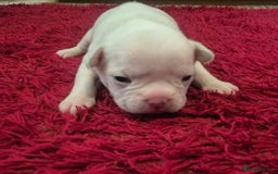 French Bulldog dogs for sale: Kc registered french bulldog puppies - Image 2
