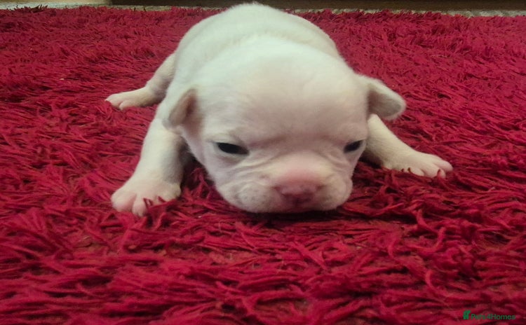 French Bulldog dogs - Advert 13