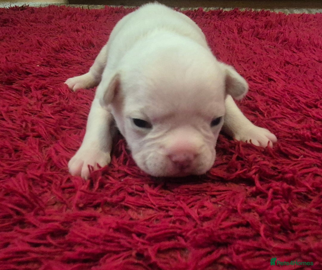 French Bulldog dogs for sale: Kc registered french bulldog puppies - Image 2