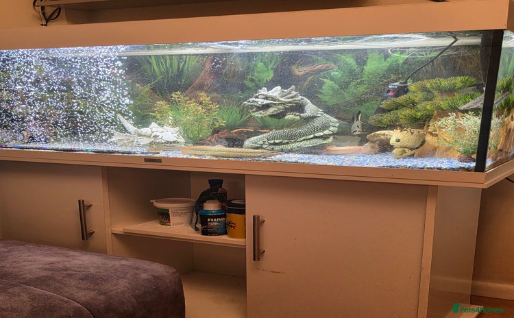 Plecos fish - Advert 3