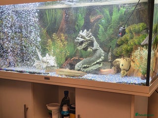 Plecos fish 4ft tank and fish - Advert 16