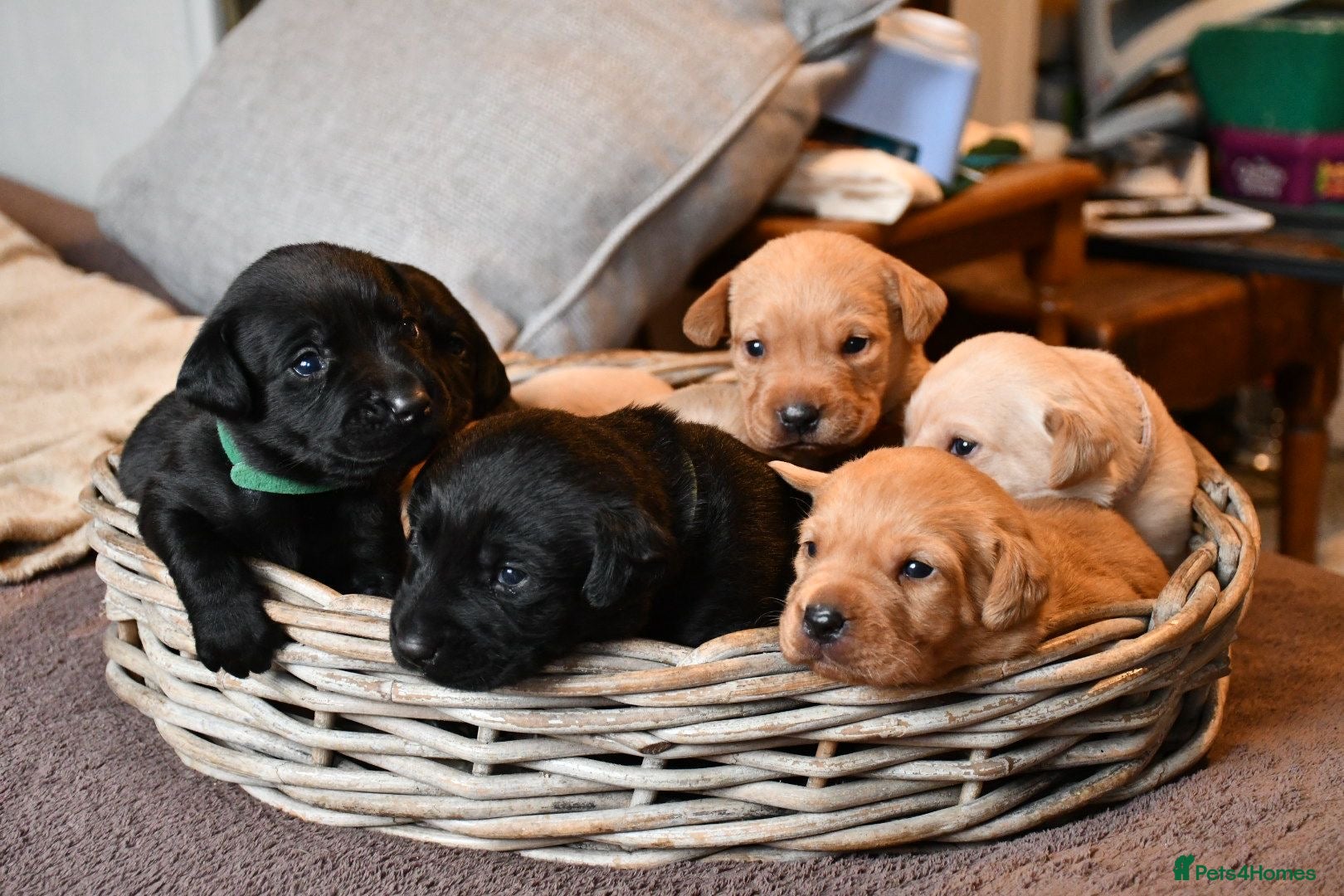 Labrador Retriever dogs Gorgeous kc registered Labrador puppies - Advert 18