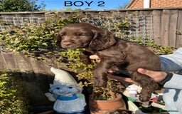 Cocker Spaniel dogs for sale: Cocker spaniel puppies  - Image 12