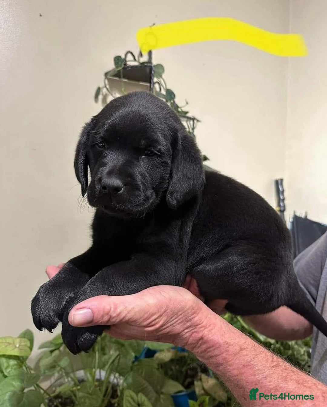 Labrador Retriever dogs for sale: Gentle KC REG Labrador Puppies - Image 9