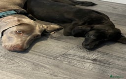 Mixed Breed dogs for sale: Weimaraner/deerhound  - Image 6