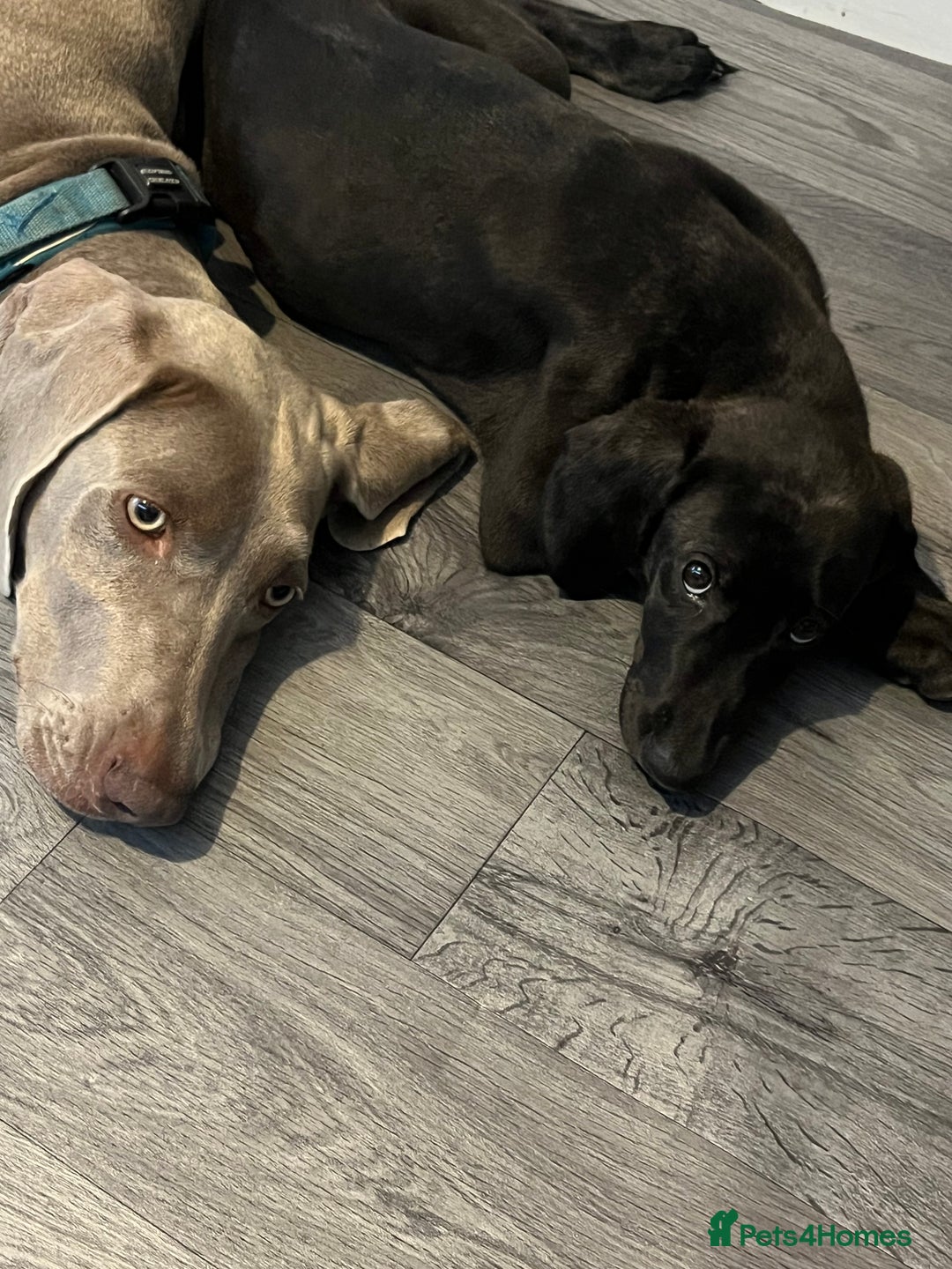 Mixed Breed dogs for sale: Weimaraner/deerhound  - Image 6