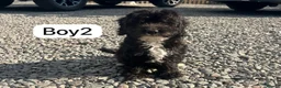 Cockapoo dogs for sale: Cockapoo - Advert 6