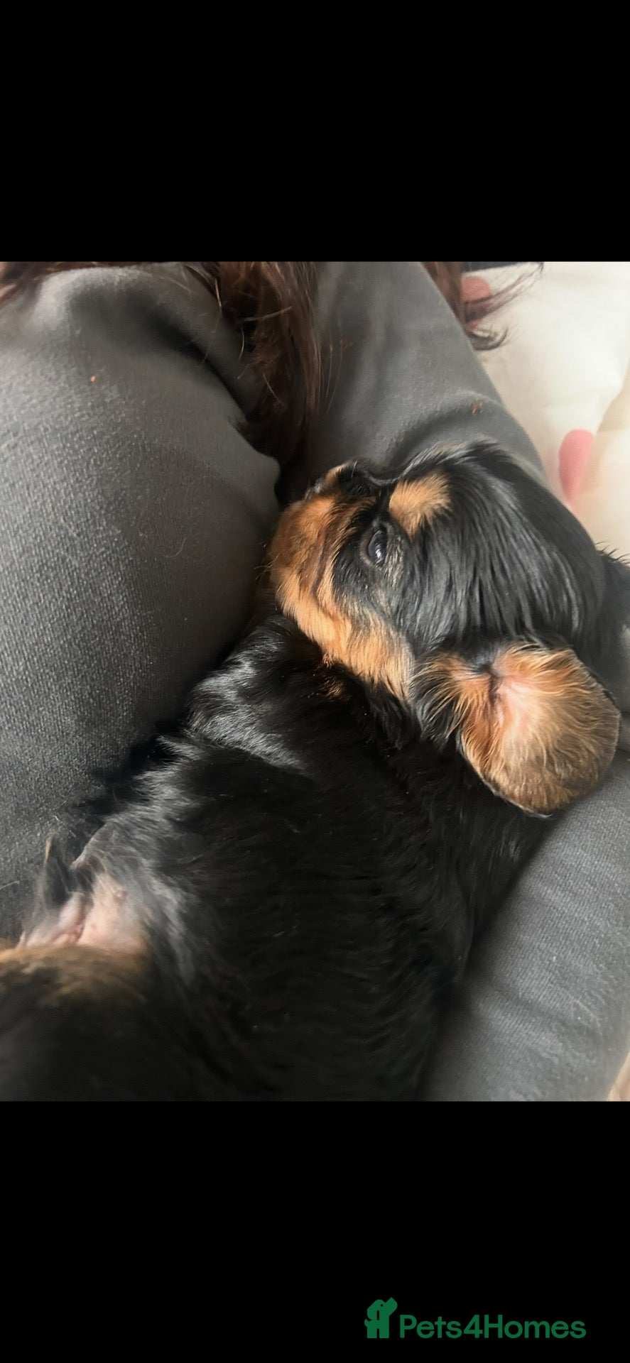 Cavalier King Charles Spaniel dogs for sale:  LAST LITTLE BOY LOOKING FOR HIS FOREVER HOME! 🐾 - Advert 3