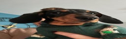 Miniature Dachshund dogs for sale: KC reg gorgeous boy  - Advert 2