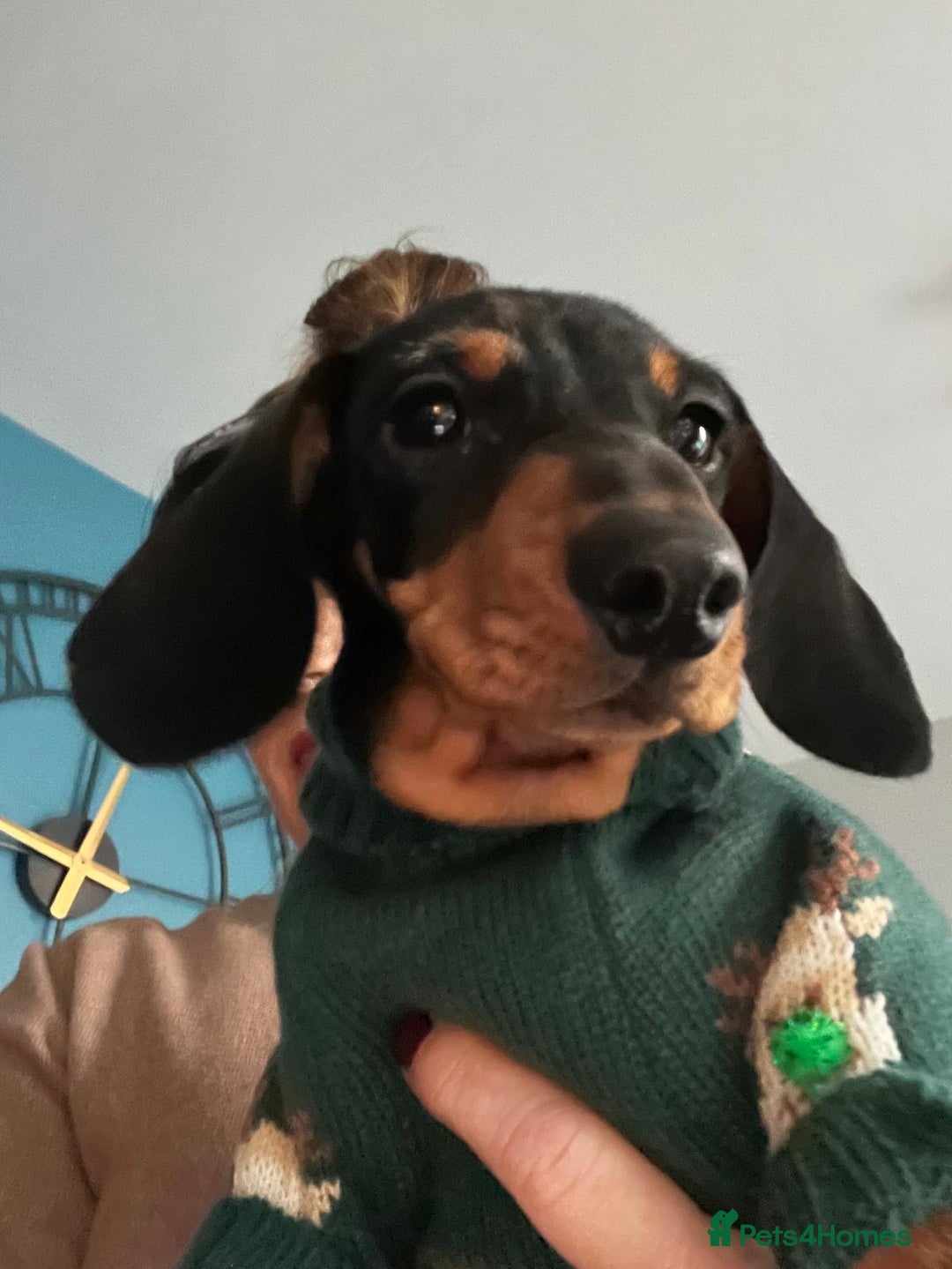Miniature Dachshund dogs for sale: KC reg gorgeous boy  - Advert 2