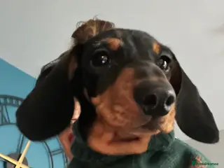 Miniature Dachshund dogs KC reg gorgeous boy - Advert 13