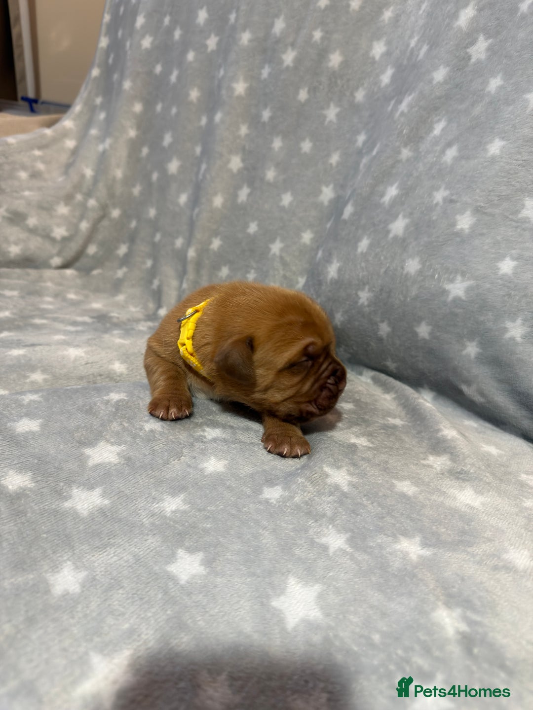 Dogue De Bordeaux dogs for sale: Beautiful Dogue De Bordeaux Puppies - Advert 6
