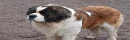 Saint Bernard dogs for sale: Stunning Saint Bernard Puppies in Jedburgh - Advert 17