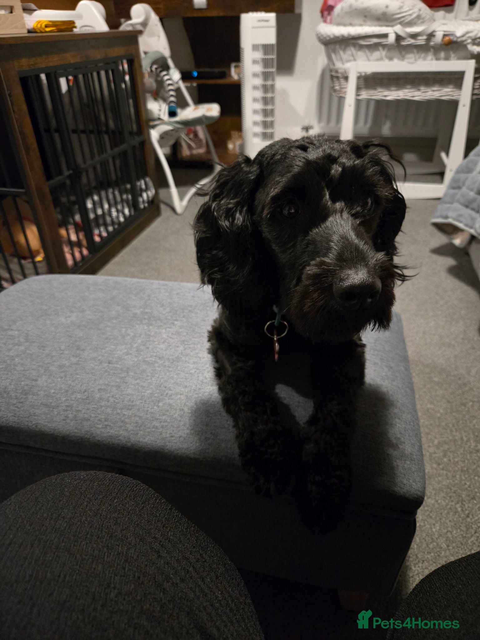 Cockapoo dogs 11 month cockapoo male f1 - Advert 5