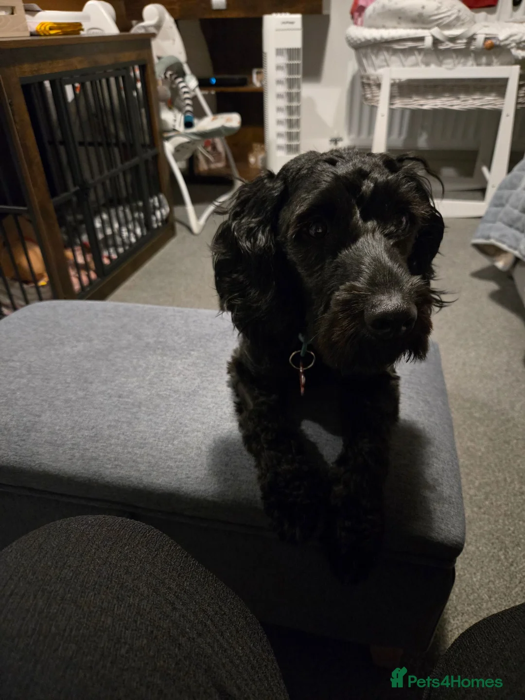 Cockapoo dogs for sale: 11 month cockapoo male f1 in Newcastle upon Tyne - Advert 1
