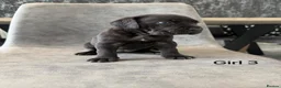 Cane Corso dogs for sale: Ready to collect Exceptional Cane Corso puppies   - Advert 32