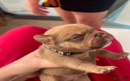 Mixed Breed dogs for sale: Pocket bully cross Chow Chow puppies for sale - Image 22