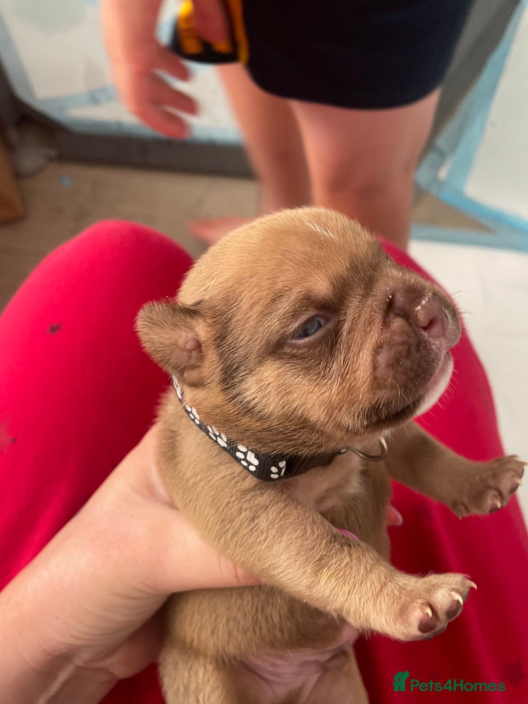 Mixed Breed dogs for sale: Pocket bully cross Chow Chow puppies for sale - Image 22
