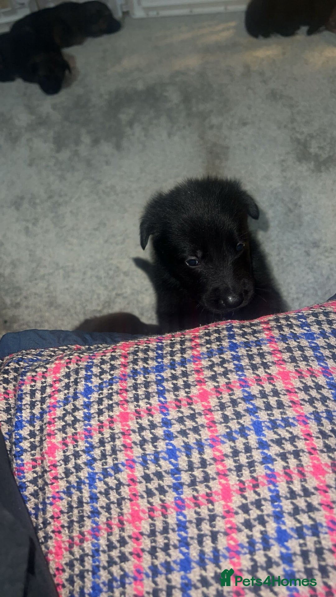 German Shepherd dogs for sale: German shepard pups - Image 3