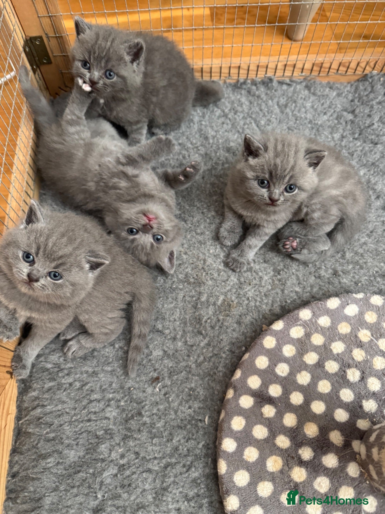 British Shorthair cats GCCF BSH Blue Kittens – Enquiries Now Open - Advert 2