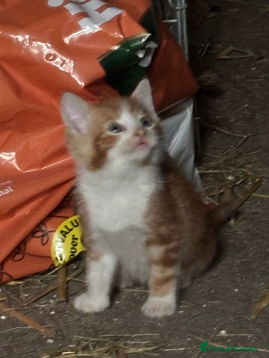 Mixed Breed cats for sale: Four adorable kittens available - Image 4