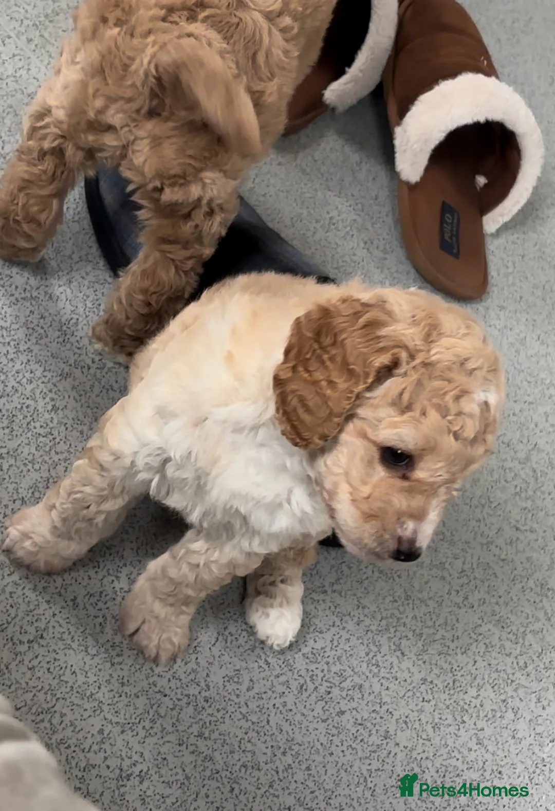 Labradoodle dogs for sale: Miniature Labradoodle puppies - Advert 8