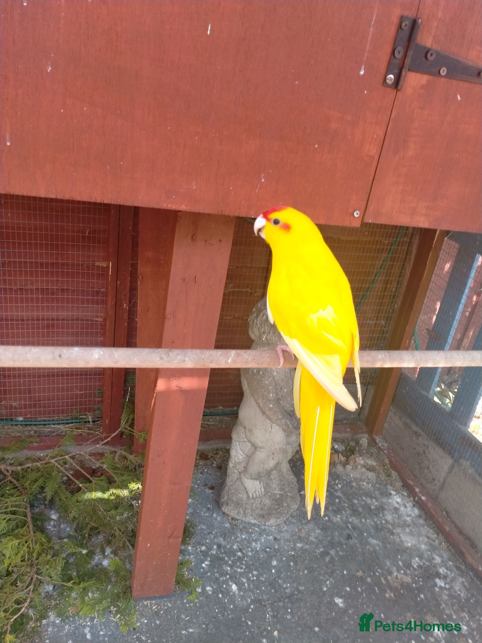 Parakeets birds Stunning Yellow male Kakariki - Advert 1