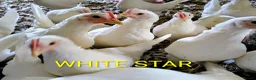 Mixed Breed poultry for sale: POINT OF LAY HENS  - Advert 1