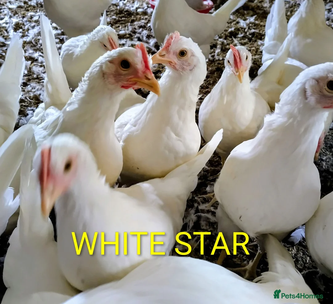 Mixed Breed poultry for sale: POINT OF LAY HENS  - Advert 1