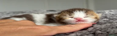 British Shorthair 2