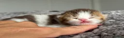 British Shorthair cats for sale: Choc/black ticked tabby white TICA reg  - Advert 8
