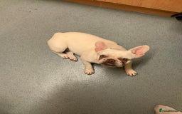 French Bulldog dogs for sale: Female white French bulldog 11 months old  - Image 6