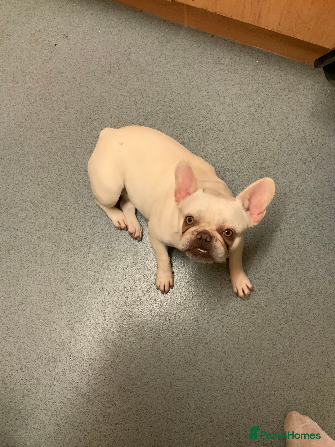 French Bulldog dogs for sale: Female white French bulldog 11 months old  - Image 6